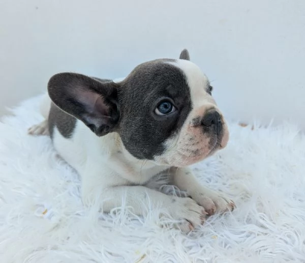 Bulldog francesi merle tan | Foto 1