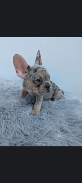 Bulldog francesi merle tan | Foto 0