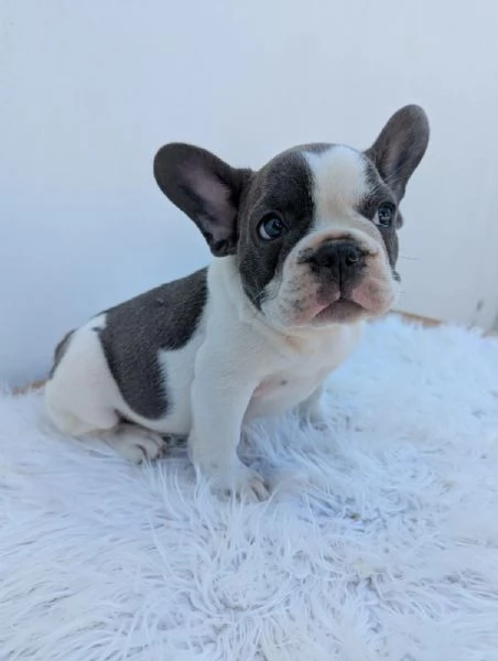 Bulldog francesi merle tan