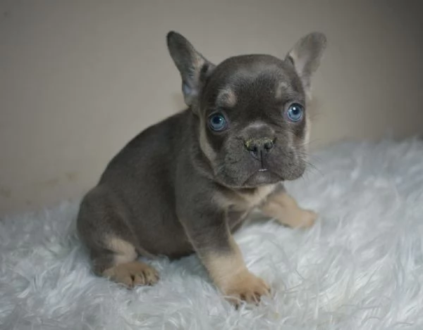 Bulldog francese merle tan | Foto 1