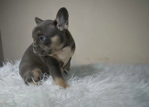 Bulldog francese merle tan | Foto 0