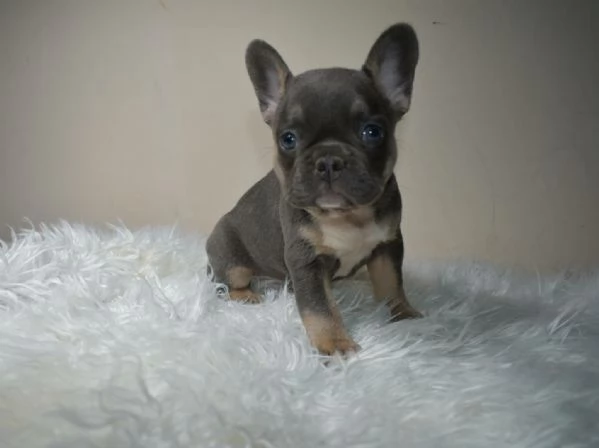 Bulldog francese merle tan