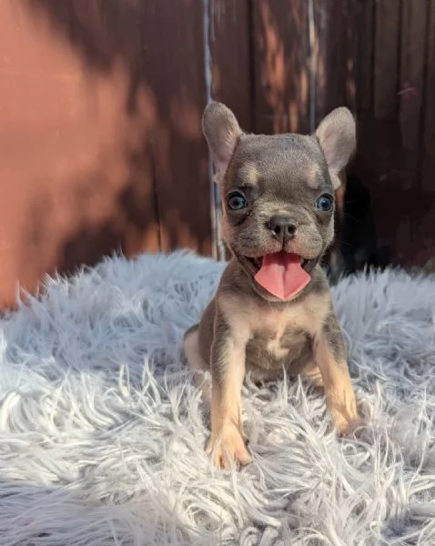 Bulldog francese merle tan | Foto 4