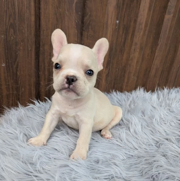 Bulldog francese merle tan | Foto 3