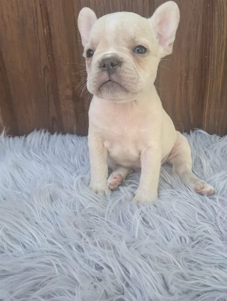 Bulldog francese merle tan | Foto 2