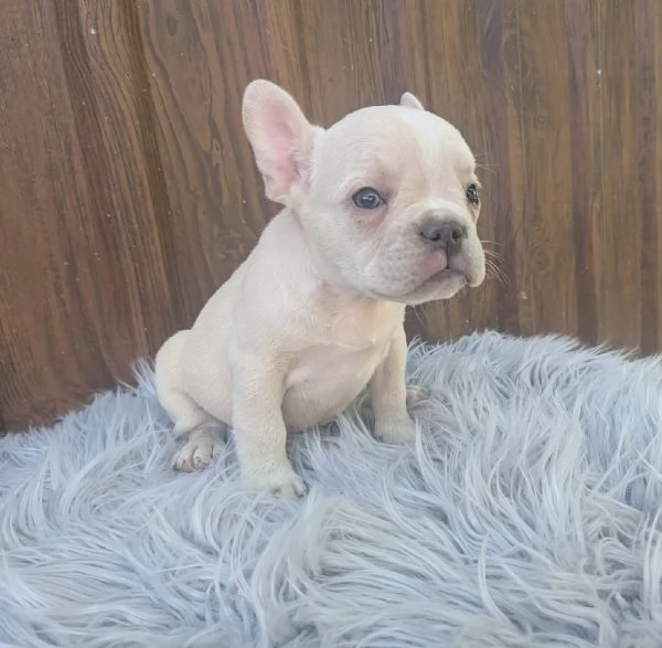 Bulldog francese merle tan | Foto 0
