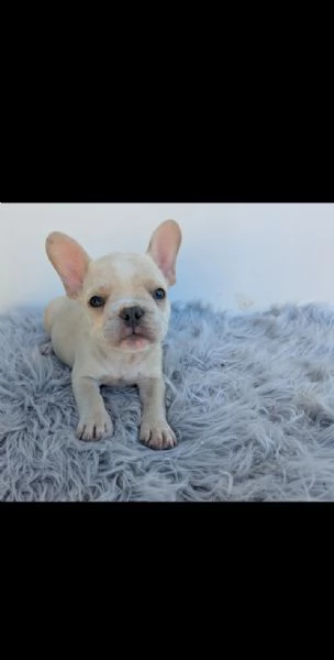 Bulldog francesi merle tan | Foto 5