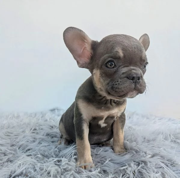 Bulldog francesi merle tan | Foto 4