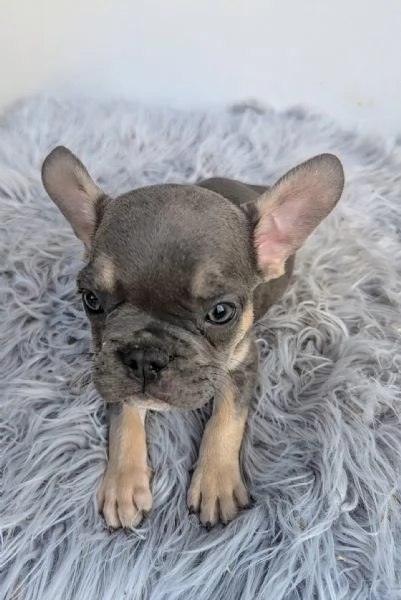 Bulldog francesi merle tan | Foto 3