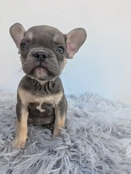 Bulldog francesi merle tan | Foto 2