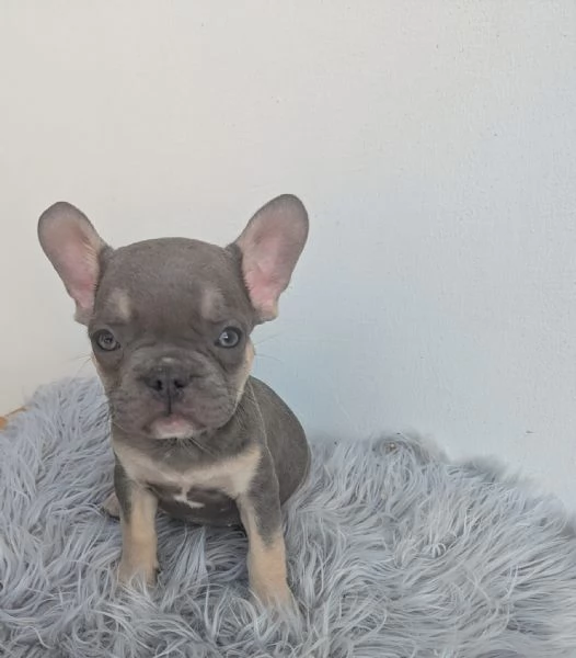 Bulldog francesi merle tan | Foto 1