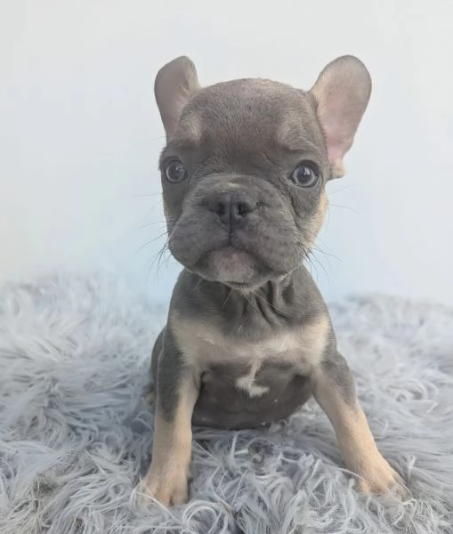 Bulldog francesi merle tan