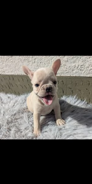 Bulldog francesi merle tan | Foto 0