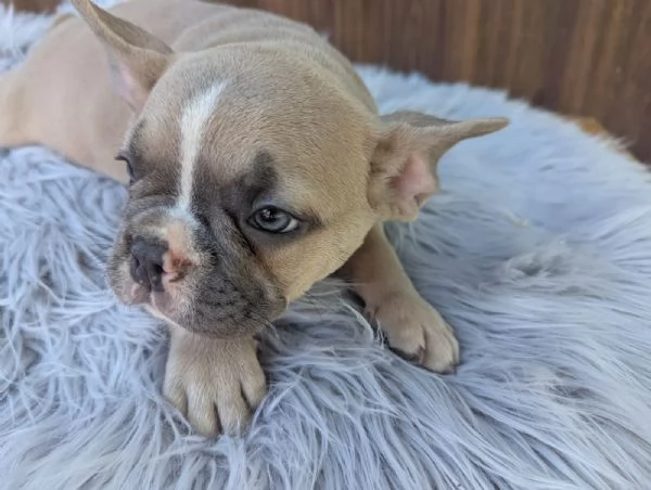 Bulldog francese cuccioli | Foto 0