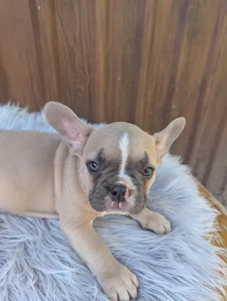 Bulldog francese cuccioli