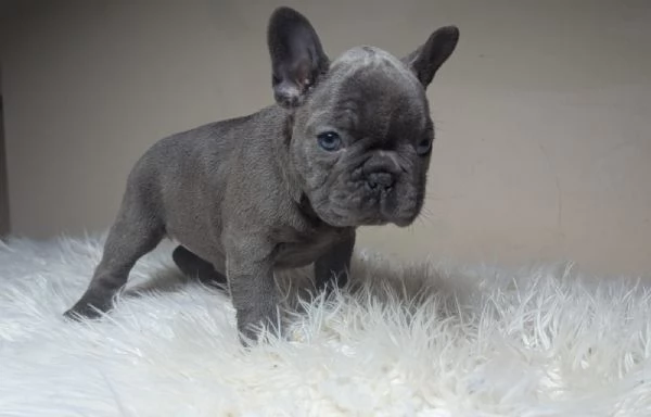 Bulldog francesi merle tan