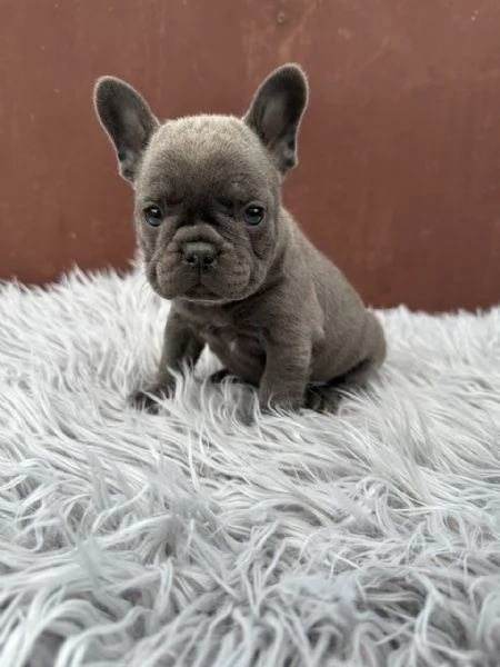 Bulldog francesi merle and tan | Foto 3