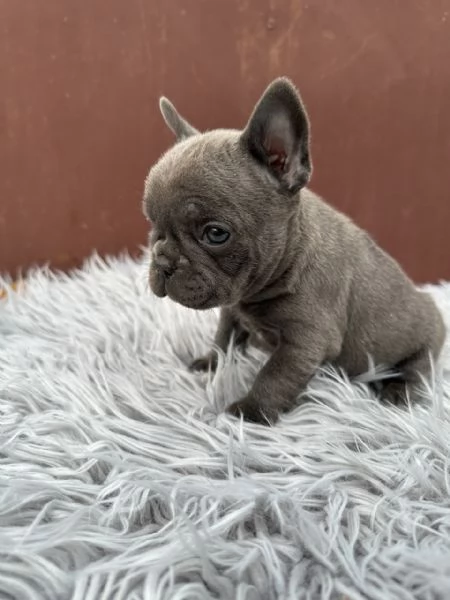 Bulldog francesi merle and tan | Foto 2
