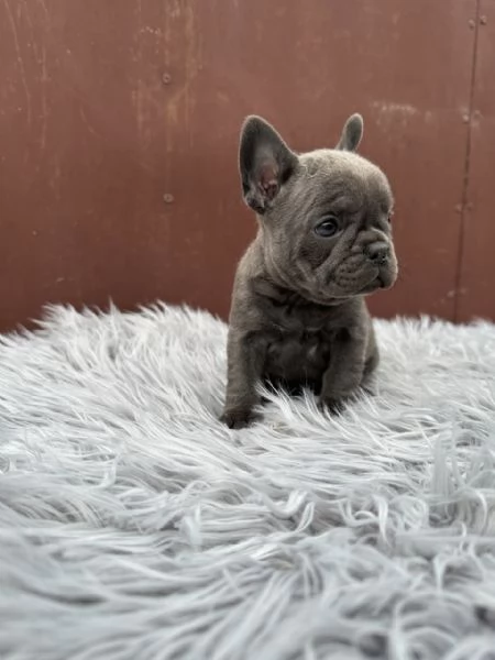 Bulldog francesi merle and tan | Foto 0