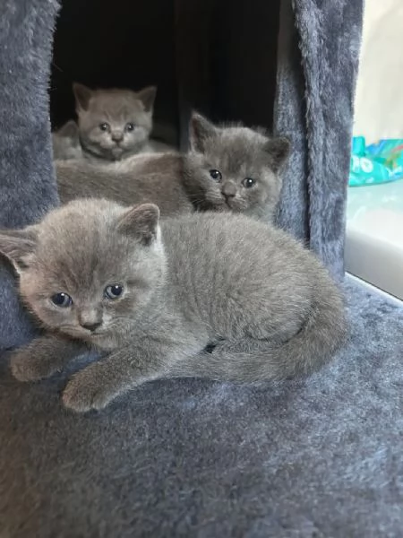 Cuccioli British Shorthair