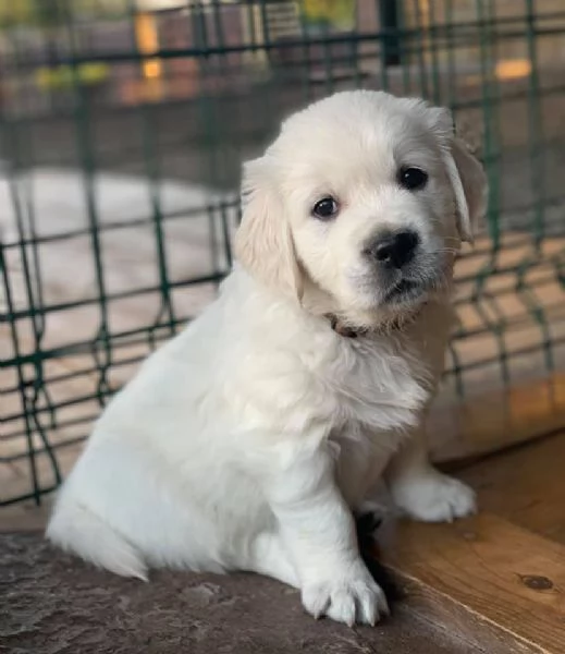 Cucciolo Di Golden Retriever Che Respira: Peluche Interattivo 25cm Con Letto E Collare - Prodotto Italiano - 3