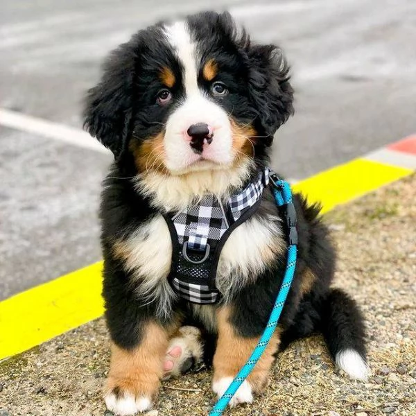 Simpatici cuccioli di montagna bernese 