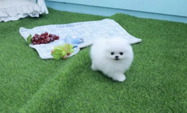 Volpino Pomerania Toy di 3 mesi maschio e femmina