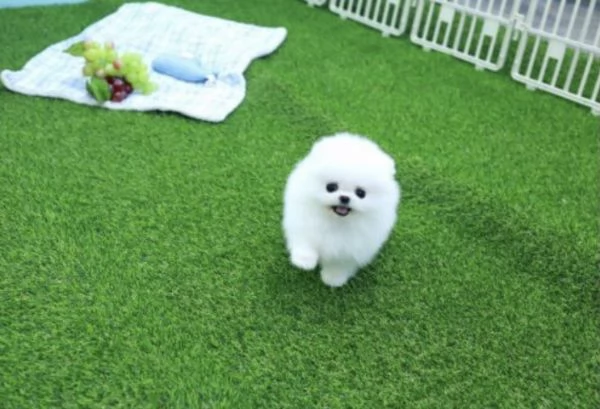 Volpino Pomerania Toy di 3 mesi maschio e femmina | Foto 2