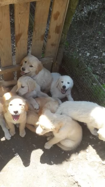 Cuccioli golden retriver 