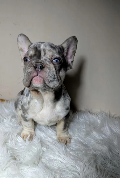 Bulldog francesi blu e merle | Foto 2