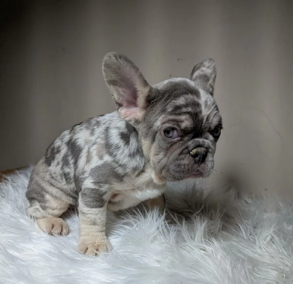 Bulldog francesi blu e merle | Foto 1