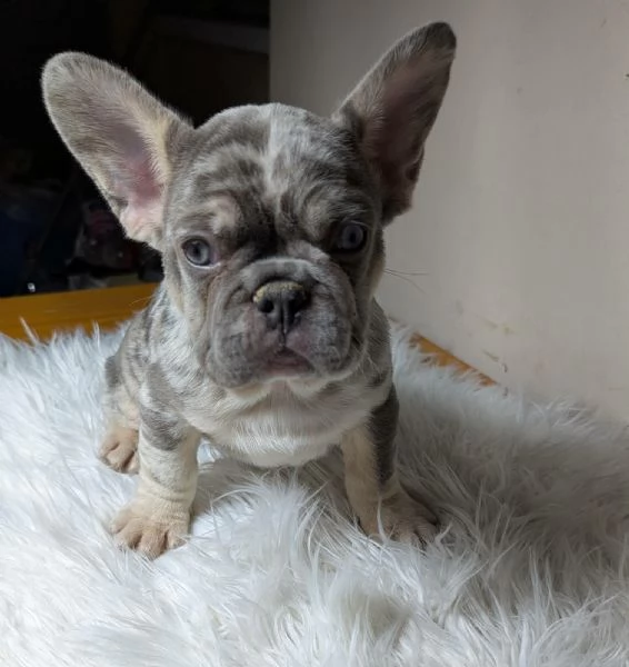 Bulldog francesi blu e merle