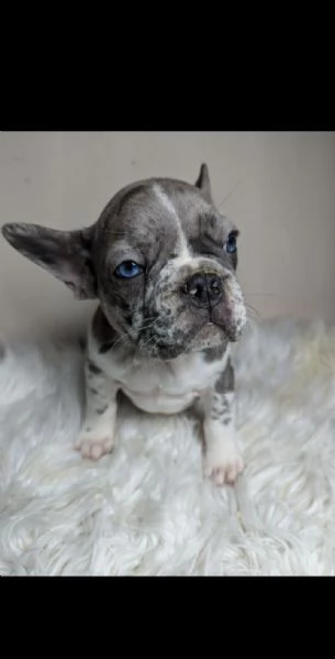 Bulldog francesi blu e merle