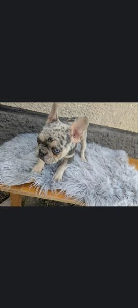 Bulldog francese blu e merle | Foto 4