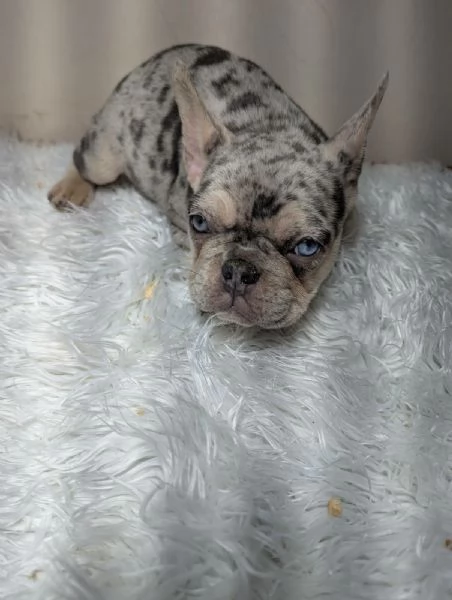 Bulldog francese blu e merle | Foto 3