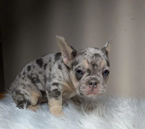 Bulldog francese blu e merle | Foto 2