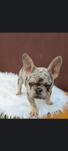 Bulldog francese blu e merle | Foto 1