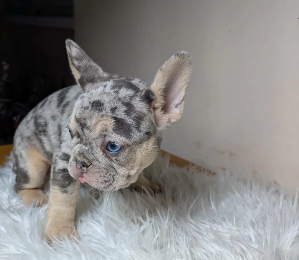 Bulldog francese blu e merle