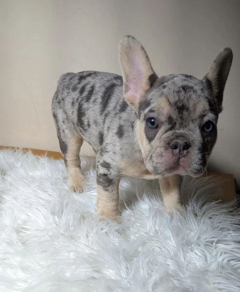 Bulldog francese blu e merle | Foto 0