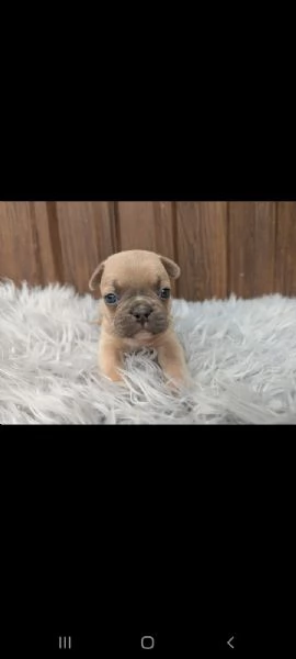Bulldog francese blu e merle