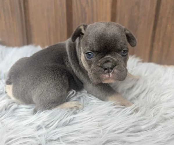 Bulldog francese blu e merle | Foto 3