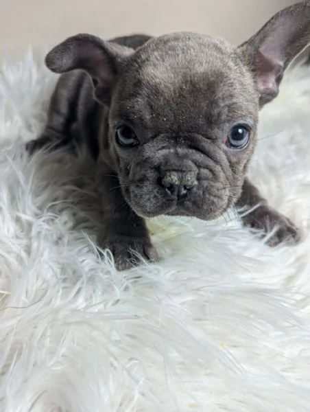 Bulldog francese blu e merle | Foto 0