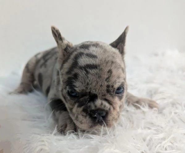 Bulldog francesi blu e merle | Foto 2