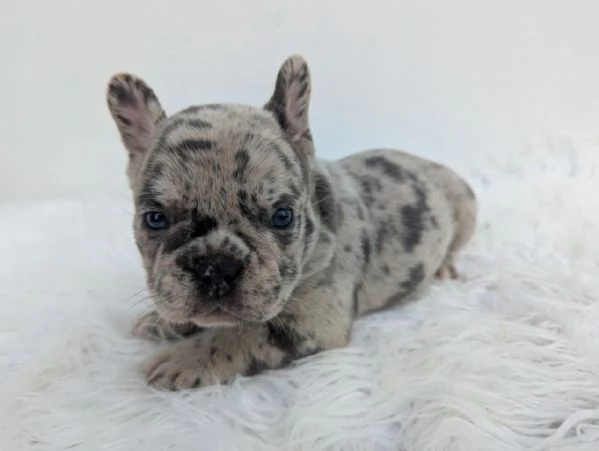 Bulldog francesi blu e merle