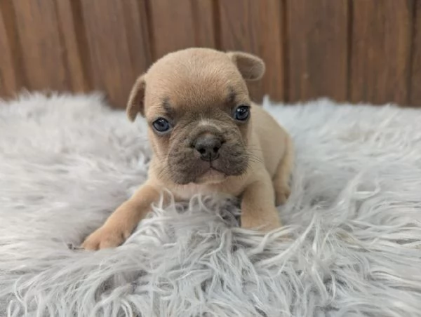 Bulldog francesi blu e merle | Foto 1
