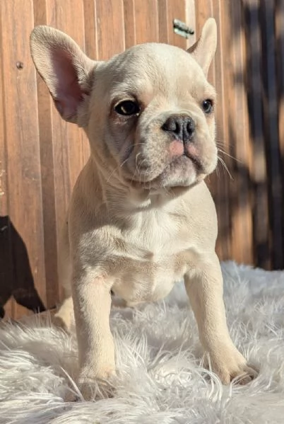 Bulldog francese blu e merle | Foto 3