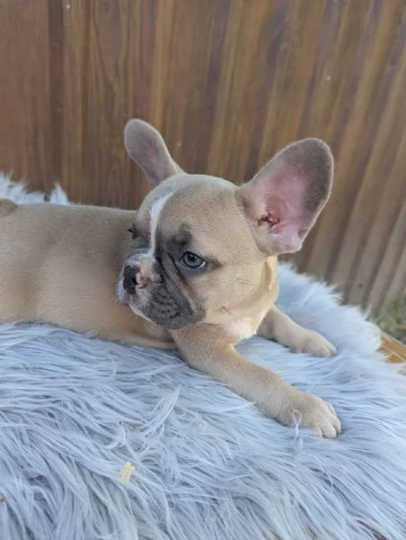 Bulldog francese blu e merle | Foto 2