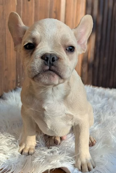 Bulldog francese blu e merle | Foto 4