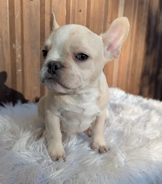 Bulldog francese blu e merle