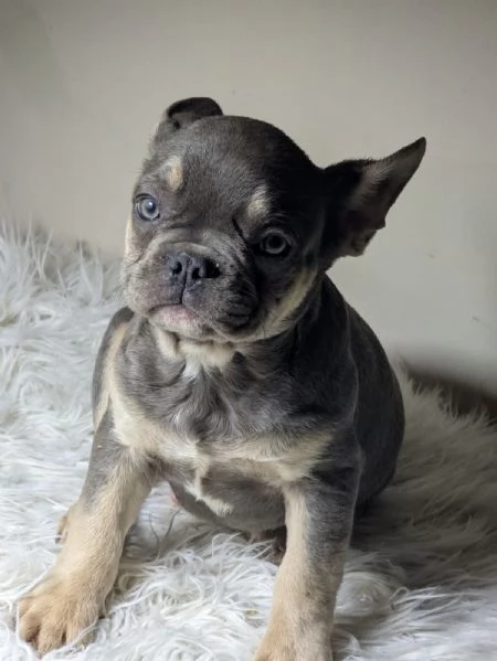 Bulldog francesi blu e merle | Foto 1